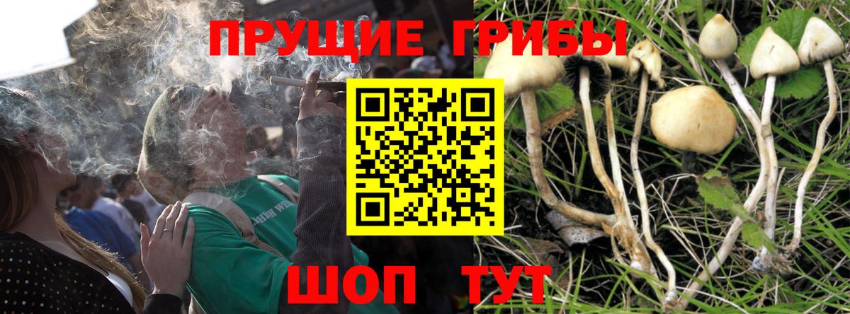 Псилоцибиновые грибы GOLDEN TEACHER Котовск